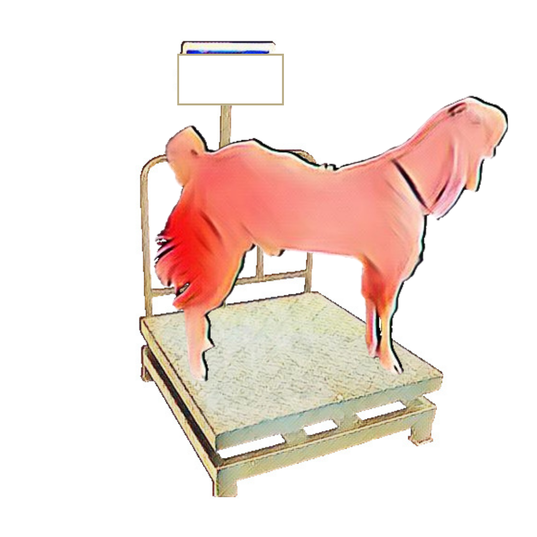 bakra image